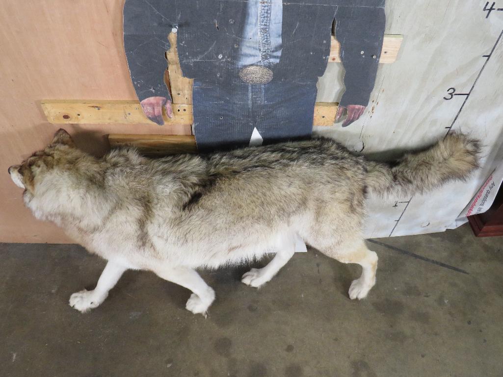 Very Nice XL Lifesize Wolf *No Base* TAXIDERMY