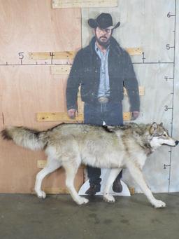 Very Nice XL Lifesize Wolf *No Base* TAXIDERMY