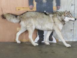 Very Nice XL Lifesize Wolf *No Base* TAXIDERMY