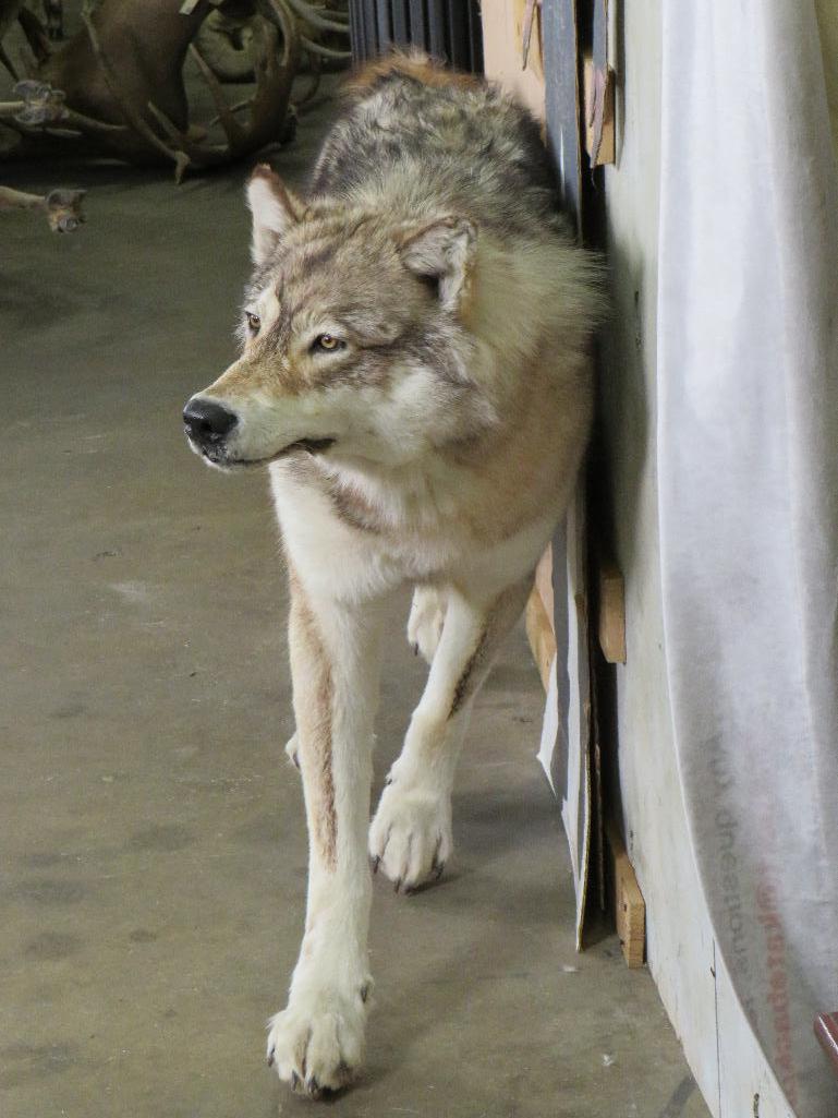 Very Nice XL Lifesize Wolf *No Base* TAXIDERMY