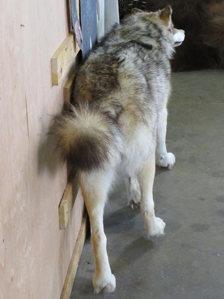 Very Nice XL Lifesize Wolf *No Base* TAXIDERMY