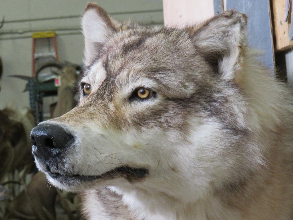 Very Nice XL Lifesize Wolf *No Base* TAXIDERMY