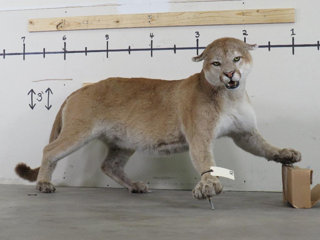 HUGE XXL Lifesize Mountain Lion, Very Nice Mount TAXIDERMY