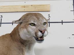 HUGE XXL Lifesize Mountain Lion, Very Nice Mount TAXIDERMY