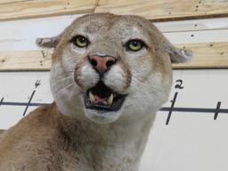 HUGE XXL Lifesize Mountain Lion, Very Nice Mount TAXIDERMY