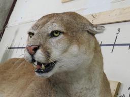 HUGE XXL Lifesize Mountain Lion, Very Nice Mount TAXIDERMY