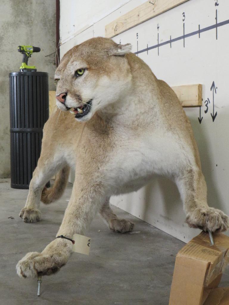 HUGE XXL Lifesize Mountain Lion, Very Nice Mount TAXIDERMY