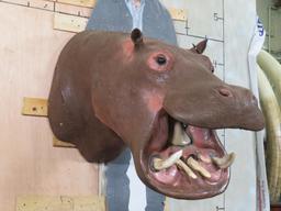 Real Skin Reproduction Teeth Hippo Sh Mt TAXIDERMY