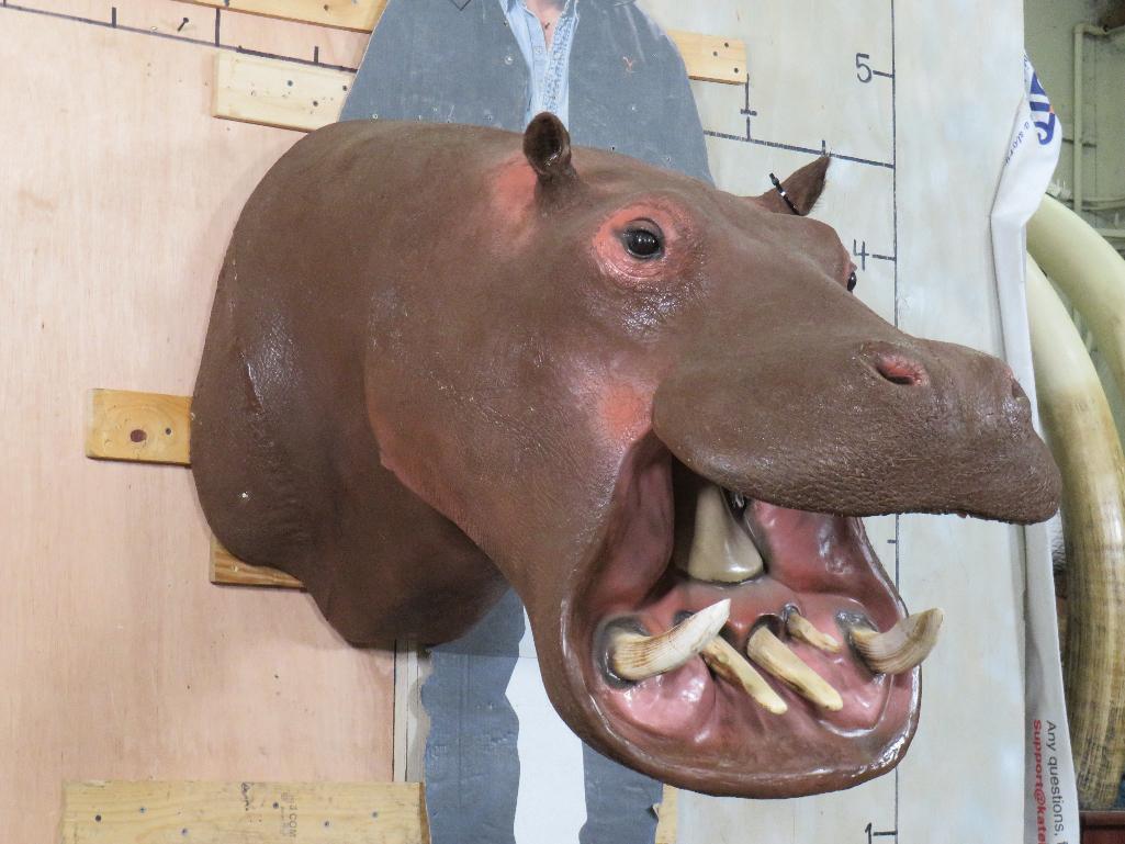 Real Skin Reproduction Teeth Hippo Sh Mt TAXIDERMY