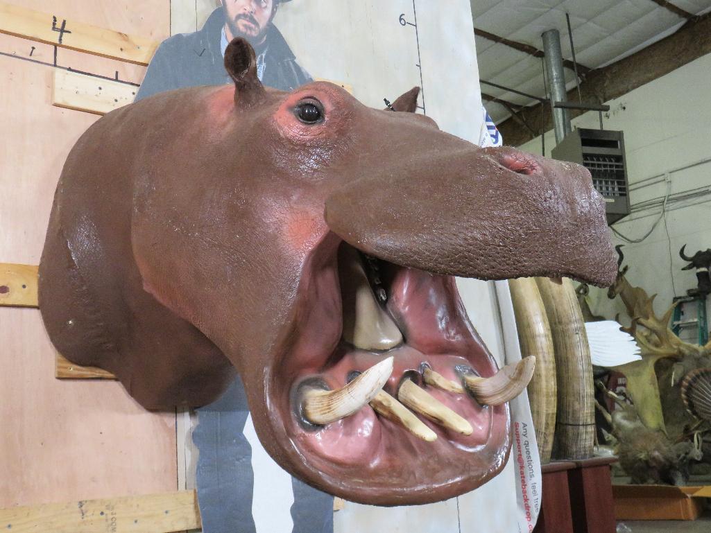 Real Skin Reproduction Teeth Hippo Sh Mt TAXIDERMY