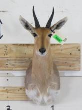 Reedbuck Sh Mt TAXIDERMY