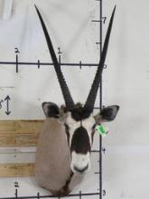 Gemsbok Sh Mt w/Removable Horns TAXIDERMY