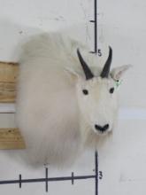 Mountain Goat Sh Mt TAXIDERMY