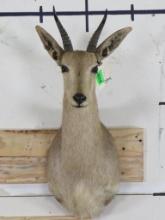 20th Century Reedbuck Sh Mt TAXIDERMY