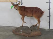 Lifesize Steenbok on Base TAXIDERMY