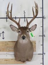 13 Pt Whitetail Sh Mt w/Tall Rack TAXIDERMY