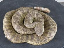 New Lifesize Coiled Prairie Rattlesnake TAXIDERMY