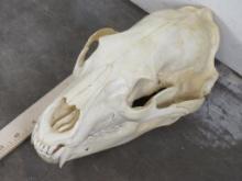 Very Nice XL Black Bear Skull w/All Teeth & Wired Jaw TAXIDERMY