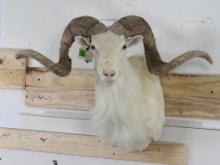 TX Dahl Sheep Sh Mt TAXIDERMY