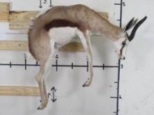 Beautiful Lifesize Leaping Springbok, Very Nice Mount TAXIDERMY