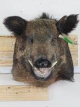 Wild Boar Sh Mt TAXIDERMY