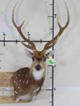 Nice Axis Wall Pedestal TAXIDERMY