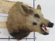 Wild Boar Sh Mt TAXIDERMY