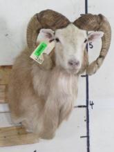 Very Nice/Newer TX Dahl Sheep Sh Mt TAXIDERMY