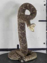 New Lifesize Striking Western Diamondback Rattlesnake TAXIDERMY