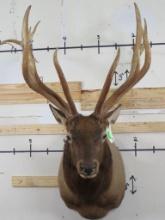 Very Nice/BIG Elk Sh Mt TAXIDERMY