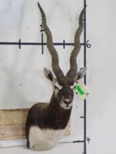 Very Nice, HUGE/Heavy Blackbuck Sh Mt TAXIDERMY