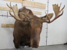 Very Nice Big Body Moose Sh Mt TAXIDERMY