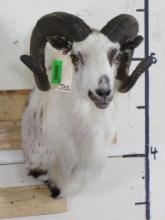 Very Nice/Newer Painted Corsican Sheep Sh Mt TAXIDERMY