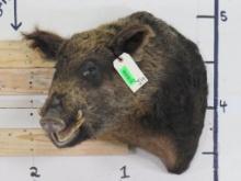 Wild Boar Sh Mt TAXIDERMY