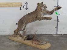 Lifesize Leaping Bobcat on Base TAXIDERMY