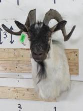 Very Nice/Newer Spanish Goat Sh Mt TAXIDERMY