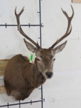 Nice/Newer Red Stag Sh Mt TAXIDERMY