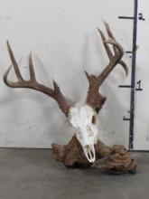 Nice 9Pt Whitetail Skull on Natural Wood Table Pedestal TAXIDERMY