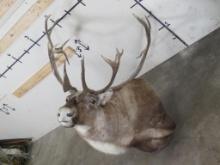 Nice Caribou for Pedestal, Does not come w/Pedestal TAXIDERMY