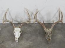 2 Whitetail Skulls, 8Pt & Hydro Dipped 9Pt (ONE$) TAXIDERMY