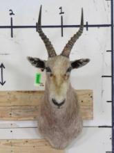 White Blesbok Sh Mt TAXIDERMY