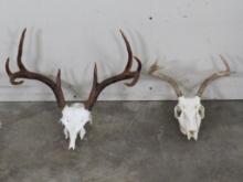 2 Whitetail Skulls, 4Pt & 8Pt Partial Skull(could be turned into euro) (ONE$) TAXIDERMY