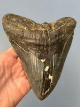 IMPRESSIVE 6 1/16" Megalodon Shark Tooth