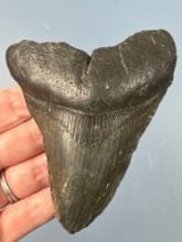 4 1/4" Megalodon Shark Tooth