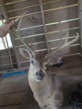 Whitetail deer