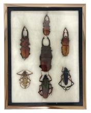 Entomology Showcase | Vintage Insects