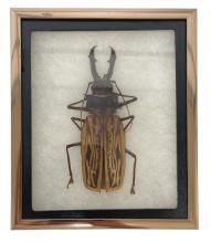 Entomology Showcase | Vintage Insect