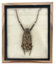 Entomology Showcase | Vintage Insect