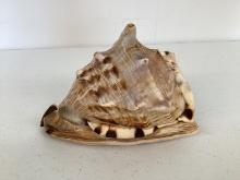 King Helmet Conch Shell