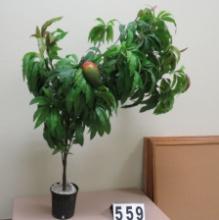 4' Mango Tree in Planter